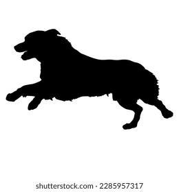 Australian shepherd runs.  Silhouette. Dog breeds