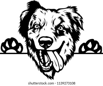 Australian Shepherd Sheltie dog breed face head isolated pet animal domestic pet canine puppy purebred pedigree hound portrait peeking paws smiling smile happy art artwork illustration design
