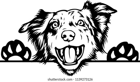 Download Australian Shepherd Silhouette High Res Stock Images Shutterstock
