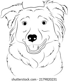 Australian Shepherd Sheltie dog breed face head isolated pet animal domestic pet canine puppy purebred pedigree hound portrait peeking paws
