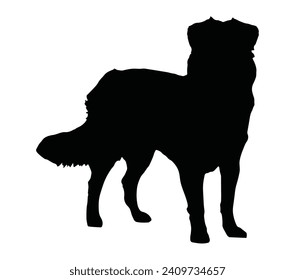 Australian Shepherd silhouette icon. Vector image.