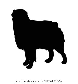 Australian Shepherd Silhouette Vector Illustration.