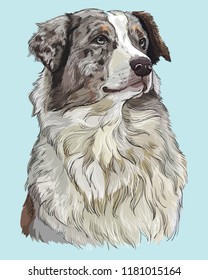 Australian shepherd vector hand drawing illustration in different color on turquoise background