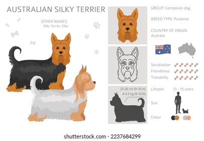 Australian silky terrier all colours clipart. Different coat colors and poses set.  Vector illustration