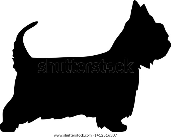 black silky terrier