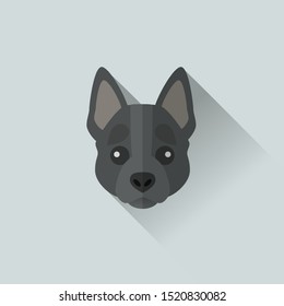 Australian Stumpy Tail Cattle Dog Head Vector Flat Design Illustration from Front View for Website Icon, Social Media and Blog Post Dog Related Business
