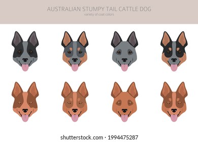 Australian stumpy tail cattle dog all colours clipart. Different coat colors and poses set.  Vector illustration svg