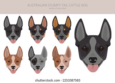 Australian stumpy tail cattle dog all colours clipart. Different coat colors and poses set.  Vector illustration svg
