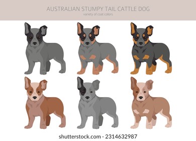 Australian stumpy tail cattle dog puppies all colours clipart. Different coat colors and poses set.  Vector illustration svg