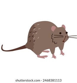 Australian swamp rat illustration vector