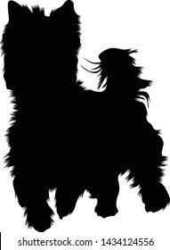 Australian Terriers Silhouette Isolated On White