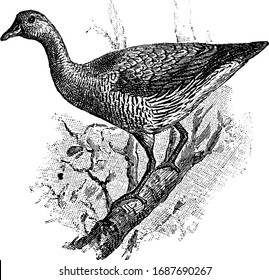 Australian Tree Duck with a bill longer than its head and curved downward, vintage line drawing or engraving illustration.