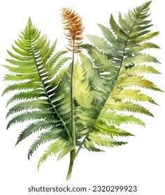 Ilustración de la acuarela de fern de árbol australiano. Diseño de elementos submarinos dibujados a mano. Elemento de diseño marino vectorial artístico. Ilustración para tarjetas de felicitación, impresión y otros proyectos de diseño.