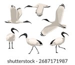 Australian White Ibis Bird Various Poses Cartoon Vector Character