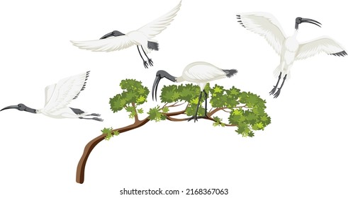 Australian white ibis group on a tree illustration