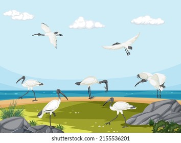 Australian White Ibis Group In Wetland Landscape Illustration