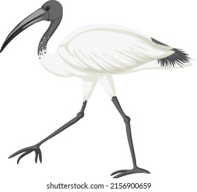 Ibis blanco australiano aislado