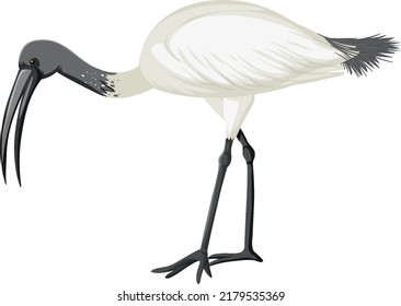 Australian white ibis isolated illustration