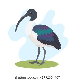 Australian white ibis standing in flat vector style. Australian white ibis illustration featuring Threskiornis molucca wildlife.