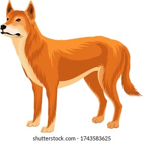 Australian wild dog dingo vector illustration