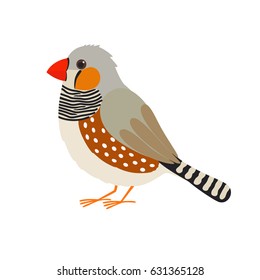 Australian zebra finch. Vector bird.