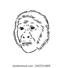 Australopithecus, vector sketchl. Graphic sketch. Vector