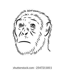 Australopithecus, vector sketchl. Graphic sketch. Vector