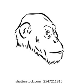 Australopithecus, vector sketchl. Graphic sketch. Vector