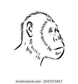 Australopithecus, vector sketchl. Graphic sketch. Vector