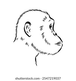 Australopithecus, vector sketchl. Graphic sketch. Vector