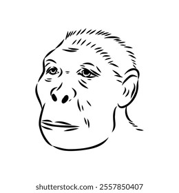 Australopithecus, vector sketchl. Graphic sketch. Vector