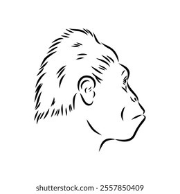 Australopithecus, vector sketchl. Graphic sketch. Vector