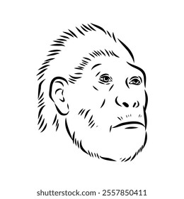 Australopithecus, vector sketchl. Graphic sketch. Vector