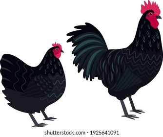 Australorp Breed of chickens Vector illustration Isolated objects set