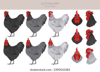 Australorp Chicken breeds clipart. Poultry and farm animals. Different colors set.  Vector illustration