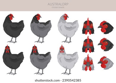 Australorp Chicken breeds clipart. Poultry and farm animals. Different colors set.  Vector illustration