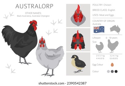 Australorp Chicken breeds clipart. Poultry and farm animals. Different colors set.  Vector illustration