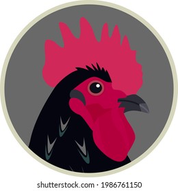 Iconos de gallo de Australia Iconos Ilustración vectorial plana Raza de pollos conjunto