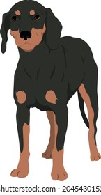 Austrian Black and Tan Hound