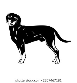 Austrian Black and Tan Hound austrian brandlbracke vector