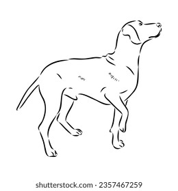 Austrian Black and Tan Hound austrian brandlbracke vector