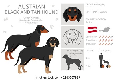 Austrian black and tan hound clipart. Different poses, coat colors set. vector illustration