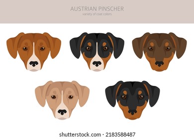 Austrian pinscher clipart. Different poses, coat colors set. vector illustration