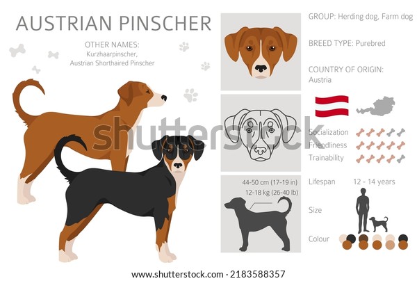 are austrian pinscher noisy