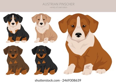 Austrian pinscher puppy clipart. Different poses, coat colors set. vector illustration