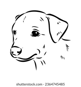 austrian pinscher vector sketch illustration