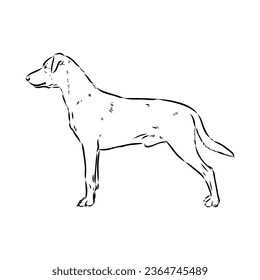 austrian pinscher vector sketch illustration