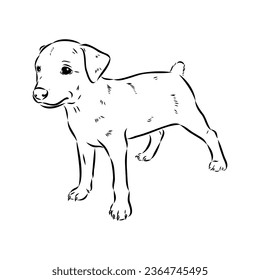 austrian pinscher vector sketch illustration