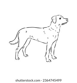 austrian pinscher vector sketch illustration