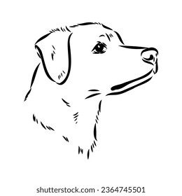 austrian pinscher vector sketch illustration